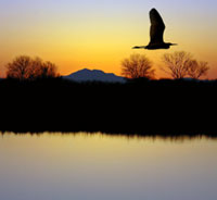 counseling Charleston SC